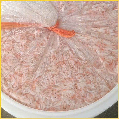 Fresh sea shrimp